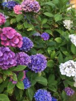 Hydrangea bush in flower