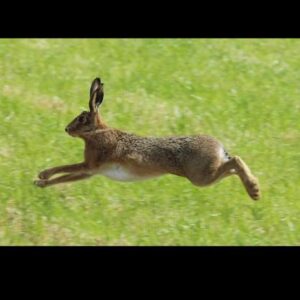 Hare running across a green field