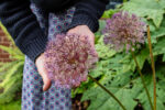 Close-up of large Allium Flower head