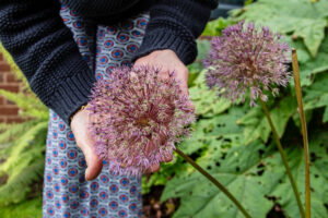 Close-up of large Allium Flower head