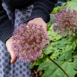 Close-up of large Allium Flower head