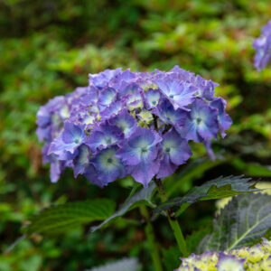 Hydrangea-flower-head