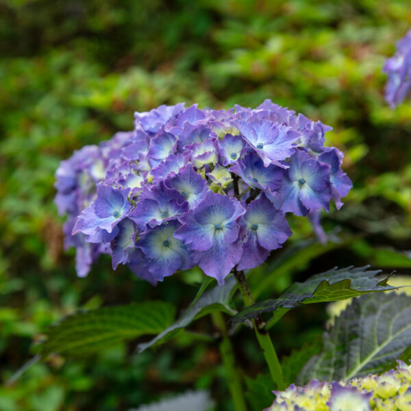 Hydrangea-flower-head